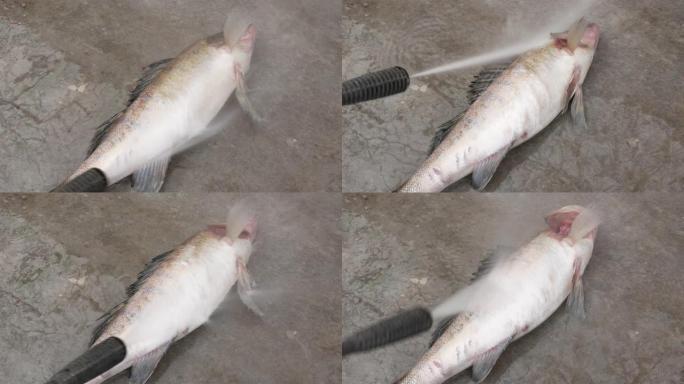 用高压清洗机的强力水柱清洁新鲜的鱼。