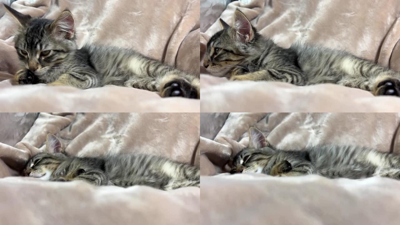 西伯利亚小猫躺在粉红色的毯子上。他的头发上有大耳朵。他玩了很多，累了，他的眼睛闭上了，他想睡觉。他是