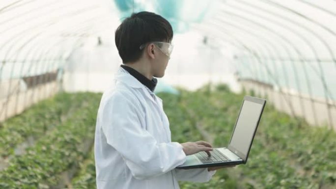 一名男性植物学家用笔记本电脑研究并检查草莓园的种植情况