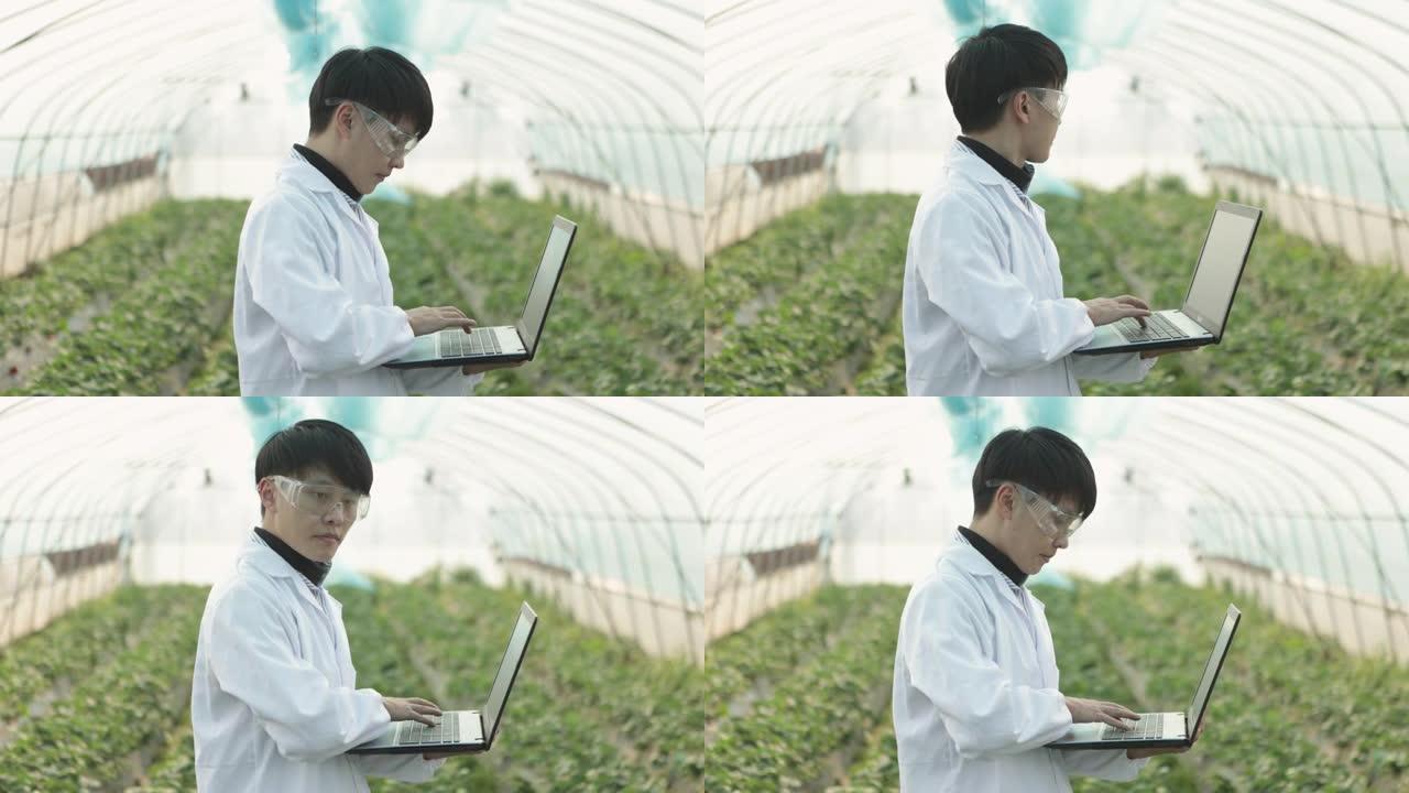一名男性植物学家用笔记本电脑研究并检查草莓园的种植情况