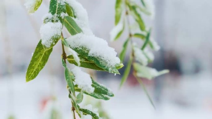 柳柳巴比伦也称巴比伦柳或初雪下垂柳。冬季绿叶柳枝特写