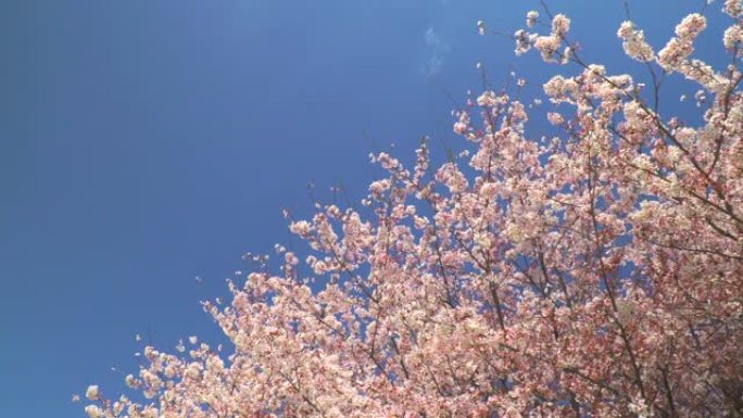 湛蓝的天空下樱花樱花盛开樱花林桃花盛开