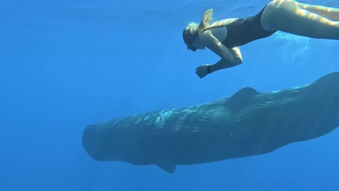女人在印度洋的纯透明水中与鲸鱼一起游泳。蓝鲸或抹香鲸在蓝色水中与人类玩耍。野生鲸鱼的水下射击