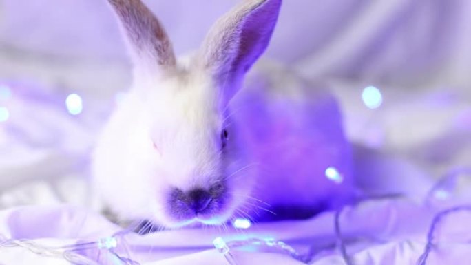 蓝色圣诞灯特写的小白兔。