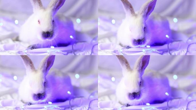 蓝色圣诞灯特写的小白兔。