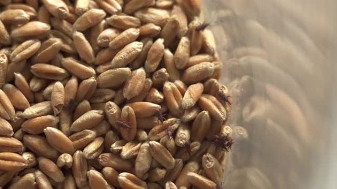 小麦害虫正在移动。培养皿充满变质的小麦与小麦象鼻虫。实验室研究