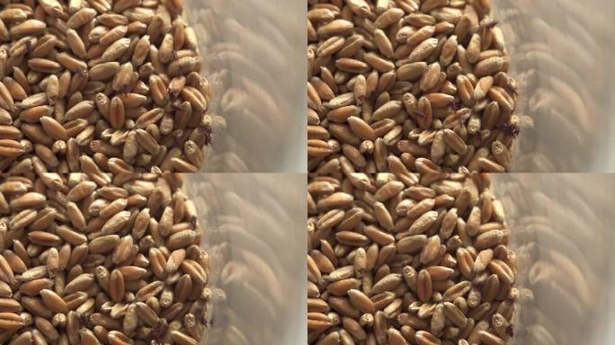 小麦害虫正在移动。培养皿充满变质的小麦与小麦象鼻虫。实验室研究