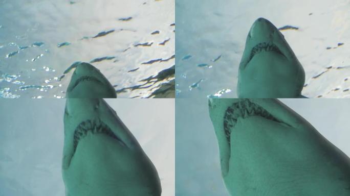 危险的鲨鱼 (Selachimorpha) 在水族馆的蓝色水域中缓慢游泳