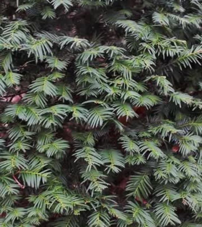 英国红豆杉，自然界中的红豆杉