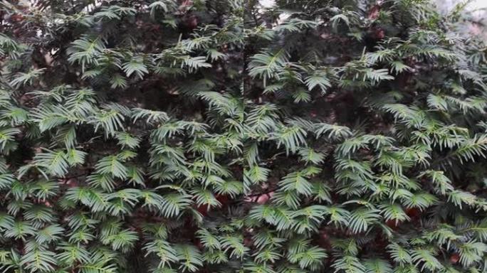 英国红豆杉，自然界中的红豆杉