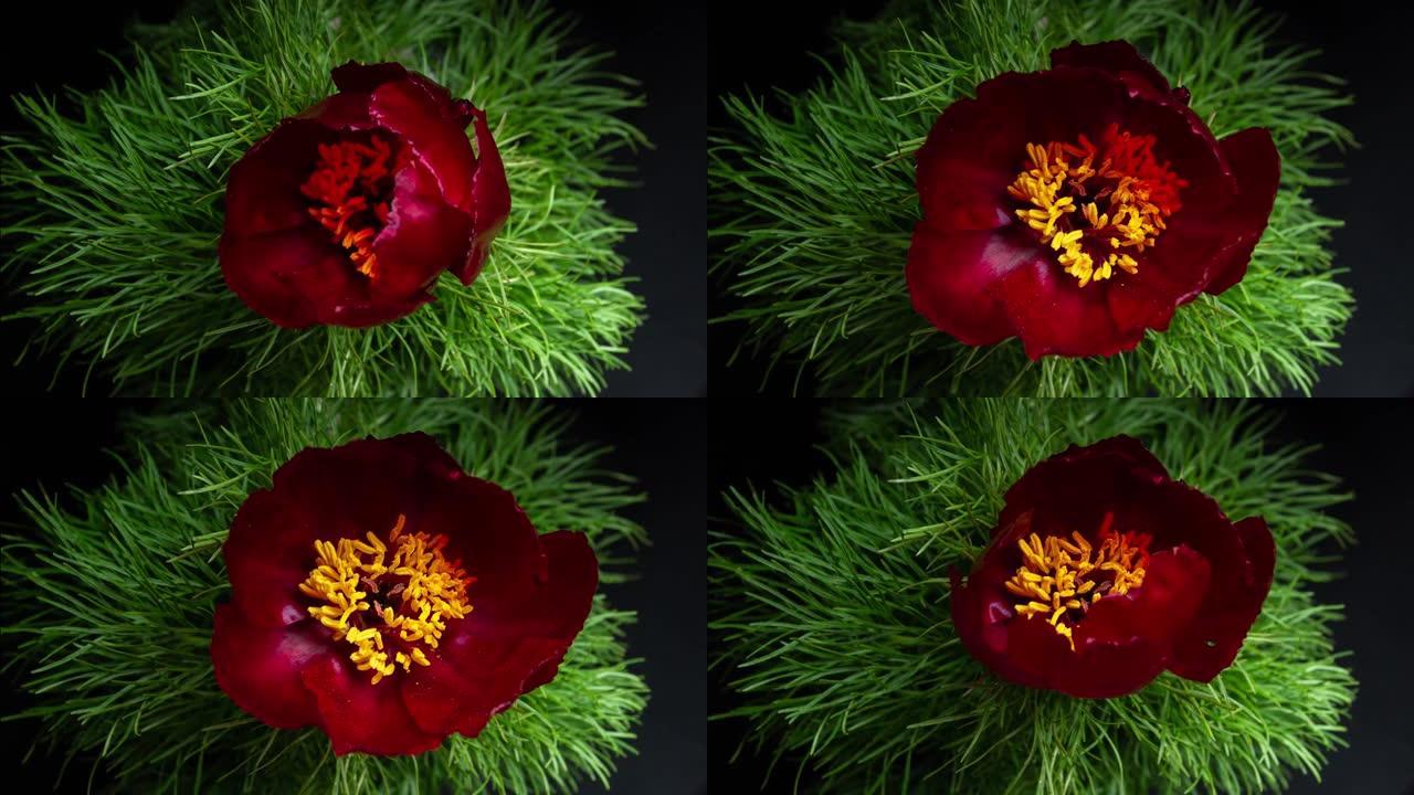 黑色背景上的延时开花红色薄叶牡丹。创造自然的惊人之美。黄色的雄蕊在移动。芽打开和关闭