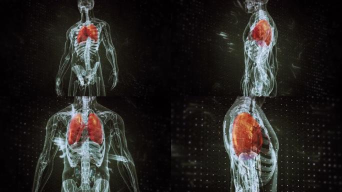 人体呼吸系统肺3D人体3D内脏3D人