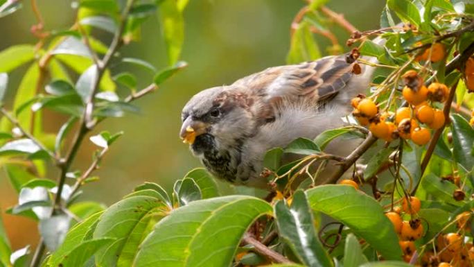 一只美丽的麻雀鸟栖息在带有橙色浆果的树枝上的特写镜头
