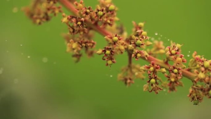 绿色模糊背景上的植物上的蜘蛛网和水滴的浅焦点