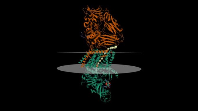 与环-二-GMP结合的细菌纤维素合酶的结构