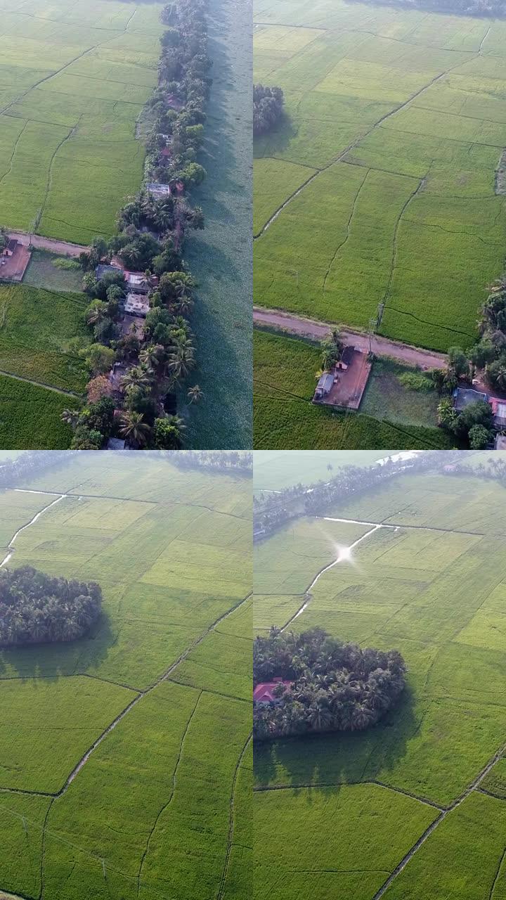 垂直视频航拍水葫芦和稻田之间的狭长房屋