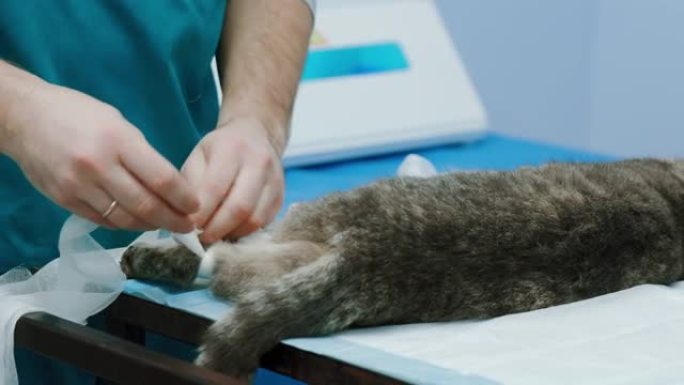 护士用纱带绑住猫的爪子进行兽医手术