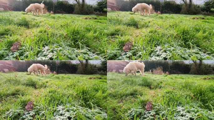 雪落在绿草地上。慢动作。狗在后台。