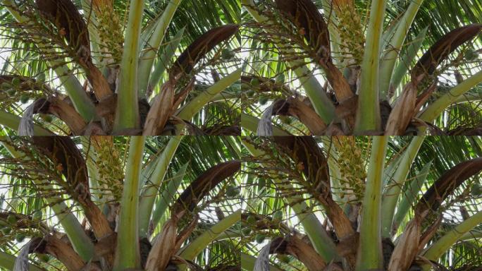 新鲜椰子树的第一个水果的特写