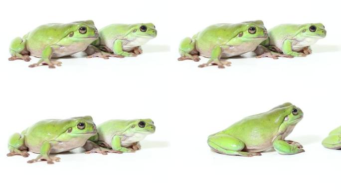 矮胖的树蛙或白色背景上的白色树蛙