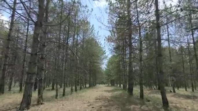 多瑙河生物圈保护区的松树种植园。在一排排松树之间快速向前移动。4k-60fps。乌克兰敖德萨州基利亚