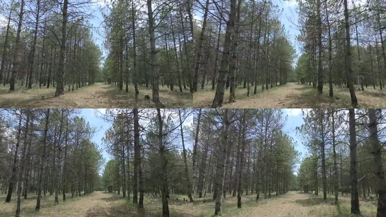 多瑙河生物圈保护区的松树种植园。在一排排松树之间快速向前移动。4k-60fps。乌克兰敖德萨州基利亚