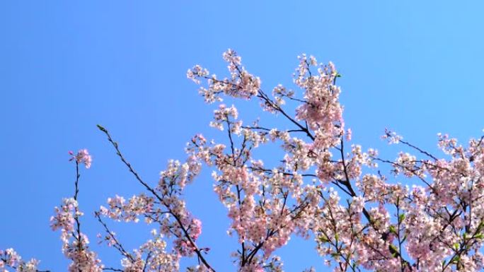 湛蓝的天空下樱花花束烂漫赏花
