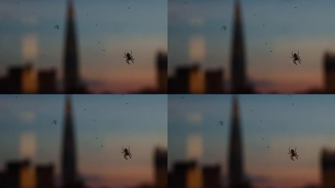 黑蜘蛛沿着网爬行，收集网中捕获的小虫。日落背景下的夜城灯光。
