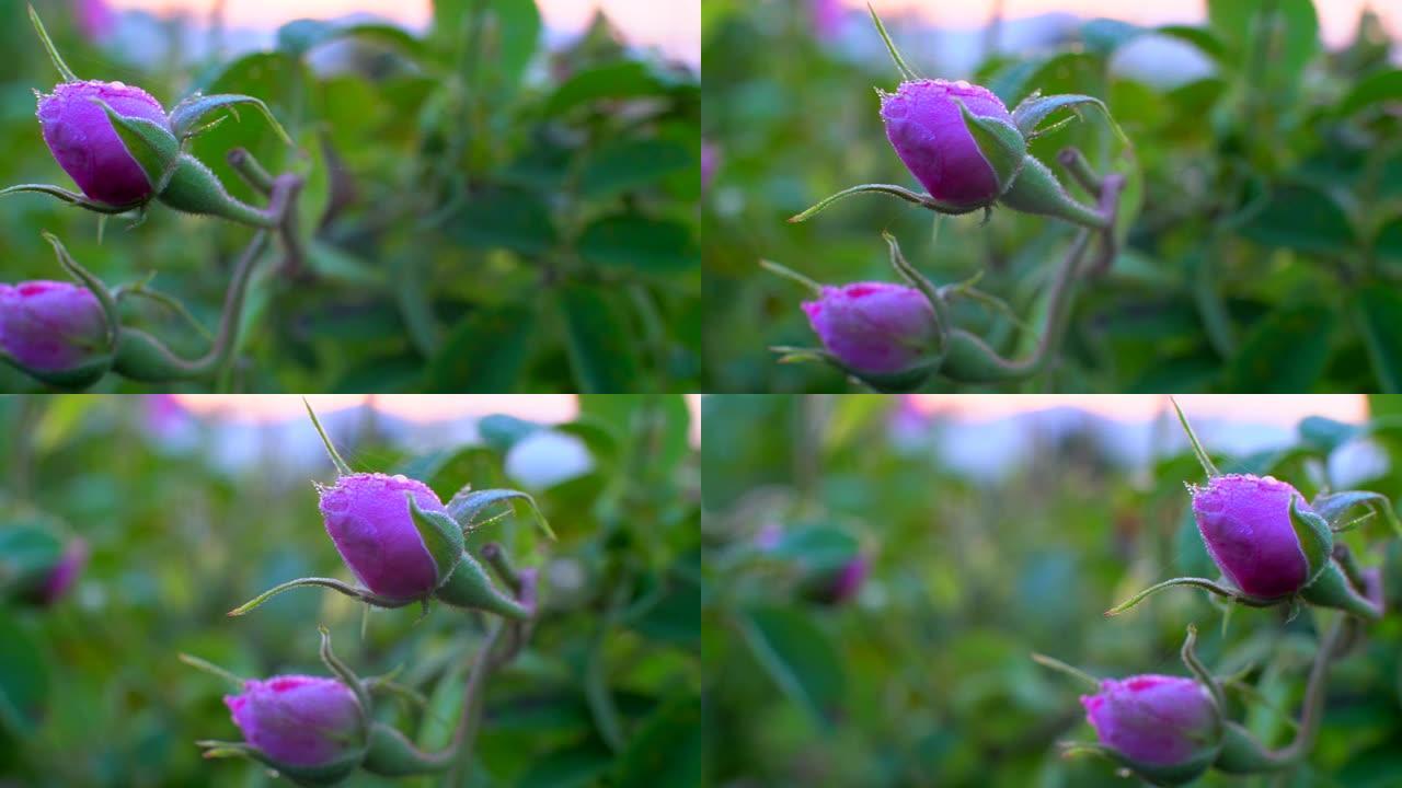 在保加利亚的花园中，有粉红色的小玫瑰和绿叶茂盛的芽的选择性焦点拍摄