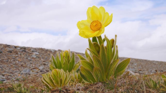 全缘叶绿绒蒿 黄芙蓉 鹿耳菜