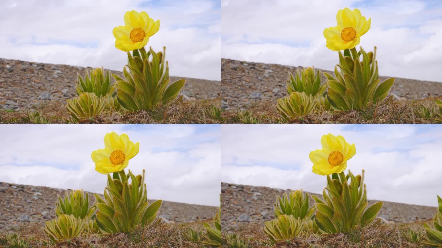 全缘叶绿绒蒿 黄芙蓉 鹿耳菜