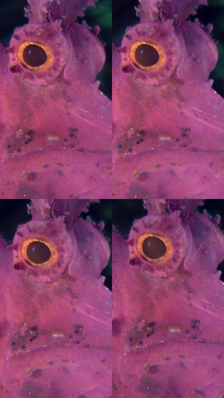 紫色桨瓣蝎子鱼 (Rhinopias eschmeyeri) 水下拍摄的垂直视频