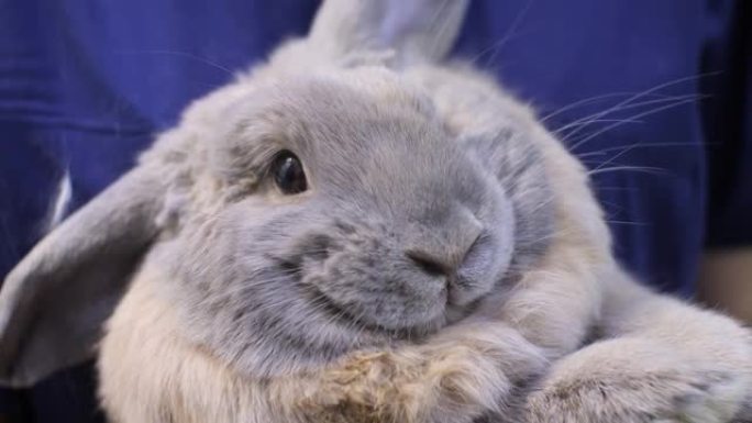穿着制服的兽医将一只可爱的灰色蓬松装饰兔子抱在怀里。兔子一只耳朵朝下看起来很有趣，看起来很惊讶。接待