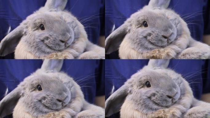 穿着制服的兽医将一只可爱的灰色蓬松装饰兔子抱在怀里。兔子一只耳朵朝下看起来很有趣，看起来很惊讶。接待