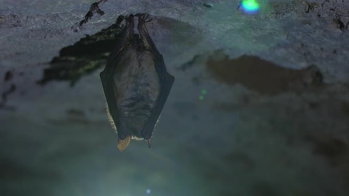 关闭奇怪的动物纳特人的蝙蝠Myotis nattereri倒挂在冷砖拱形地窖的顶部，通过舔翅膀上的水