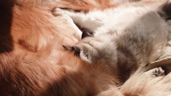 昏昏欲睡的猫在阳光明媚的下午躺在床上的大狗的怀里，粗糙的牧羊犬和布娃娃猫在家里友好地生活在一起，4k