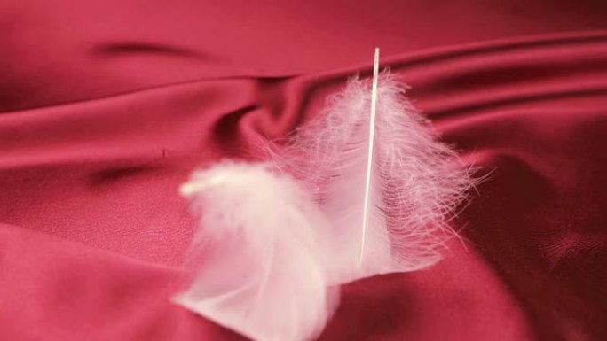 白天鹅的羽毛落在红色的丝绸上。慢动作。
