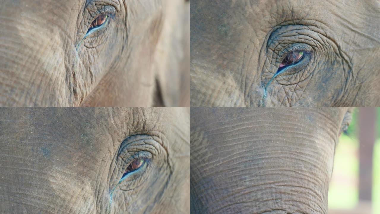 在阳光明媚的日子里，在泰国清迈山区丛林中间近距离拍摄大象眼睛的4k电影慢动作野生动物自然镜头。