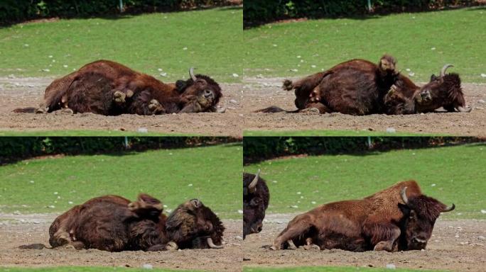 公园里被称为野牛、博斯野牛的美国水牛