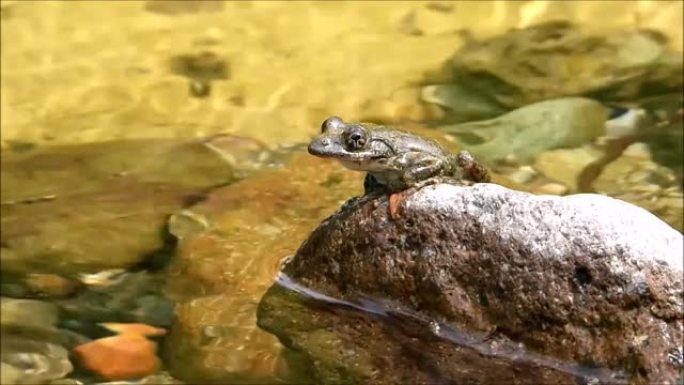 Kajika青蛙在山间溪流的石头上嘶哑