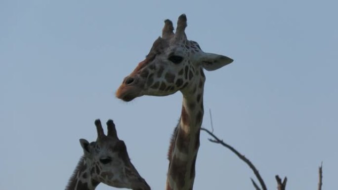 母亲和小长颈鹿在草地上咀嚼时的头部特写