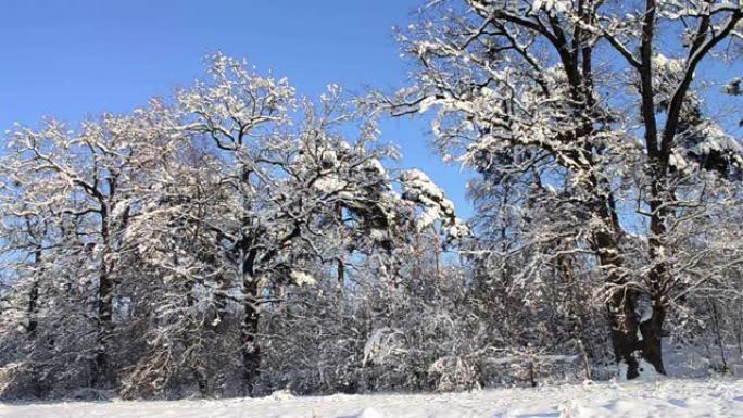 森林的大树，被雪覆盖7d