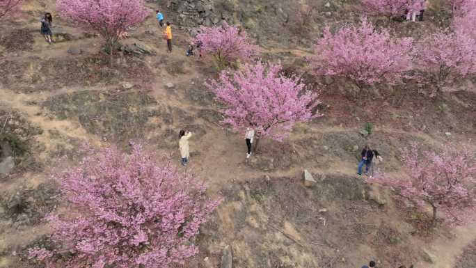 江津猫山樱博园樱花航拍