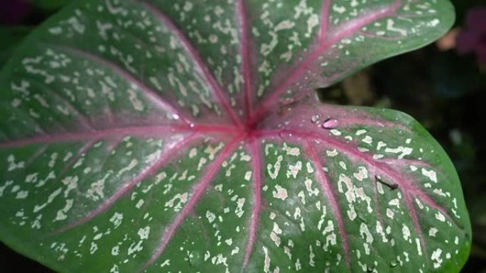 Caladium双色热带装饰粉色植物心形离开