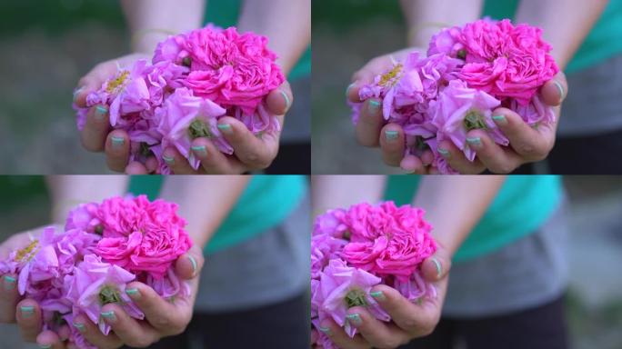 小女孩拿着美丽的粉红色玫瑰花瓣并向相机展示的特写镜头
