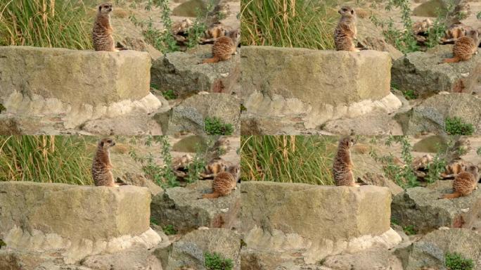 一对机警的猫鼬 (Suricata suricatta) 坐在岩石上寻找危险。苏格兰爱丁堡动物园。