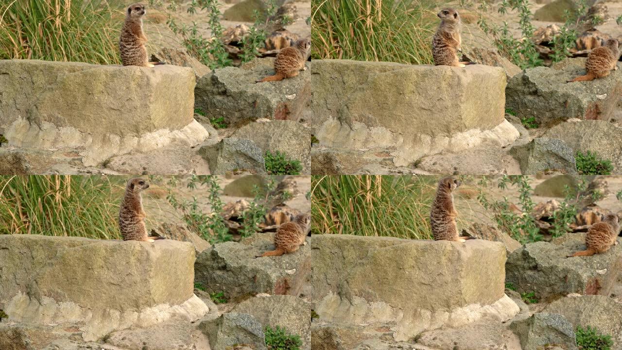 一对机警的猫鼬 (Suricata suricatta) 坐在岩石上寻找危险。苏格兰爱丁堡动物园。