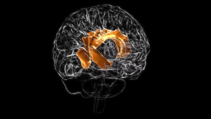 脑扣带回解剖医学概念3D动画