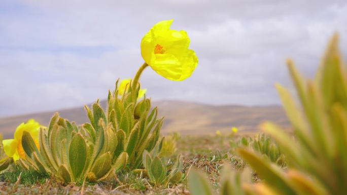 全缘叶绿绒蒿 黄芙蓉 鹿耳菜