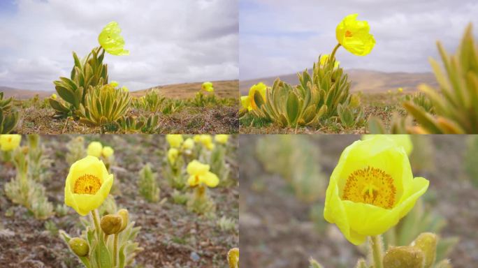 全缘叶绿绒蒿 黄芙蓉 鹿耳菜